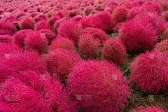 在日本茨城县的秋天，红猪毛灌木在山上(猪毛)的草在白色孤立的天空背景与白色孤立的天空