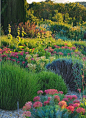 Garrigue Garden inspired by Beth Chatto, includes drought-tolerant Mediterranean species: