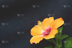 Da_Epicurea采集到花