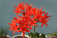 缡笙采集到花卉