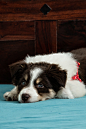 Australian Shepherd Puppies (25 Cute and Cuddly Pups) - Talk to Dogs