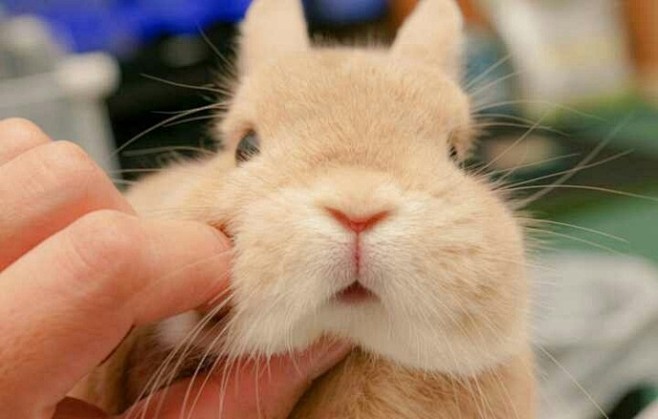 兔兔辣么可爱想捏兔兔的脸
（twi:ev...