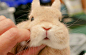兔兔辣么可爱想捏兔兔的脸
（twi:evo3183） ​​​​
