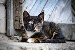 点击来源直接获取大图文件 |一只可爱的三色猫（玳瑁猫、花斑猫、三色猫、托比三花猫、补丁猫）小猫在带有乡村木质门的背景下休息的水平特写图像