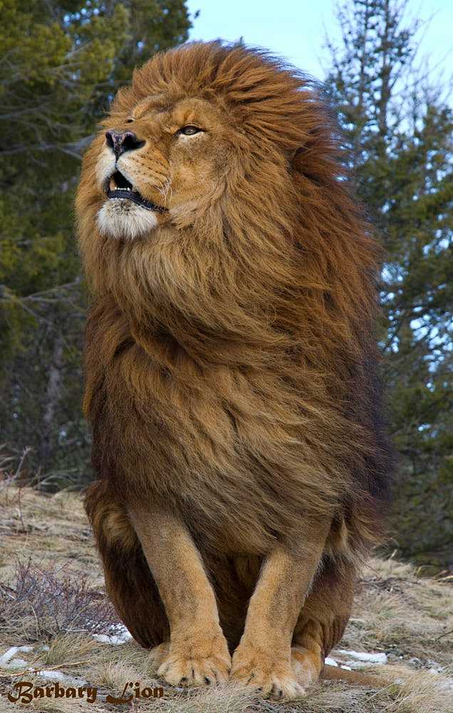 Barbary Lion by Tom ...