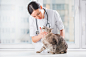 Veterinarian examining teeth of a cat while doing checkup at cli by Bumble Bee on 500px