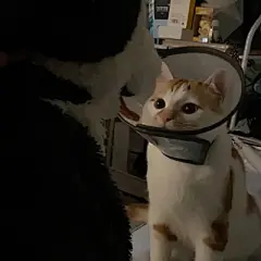 猫咪头像 - 高清图片，堆糖，美图壁纸兴趣社区