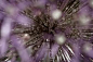 ornamental onion, allum plant, blossom, bloom, dewdrop, macro, close up, drip, morgentau, drop of water, purple