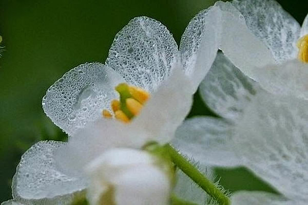 在日本本州岛北部有一种山荷叶花，每当淋雨...