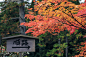 忘记呼吸，只因为京都的红叶。_途客们的旅行梦