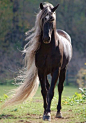 Incredible Horse. Long flowing tail.: 
