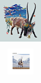 【藏羚羊】——#我诞生在中国##生物多样性##不能养就画一只系列# ​ ​​​​#雪娃娃童画#