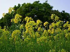 春天美丽的风光640*480安卓风景手机壁纸