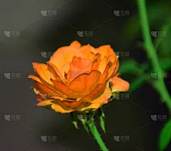 彩色图片,黑色,黄色,贺卡,留白,樱桃,纯净,夏天,草,花束