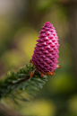 blooms-and-shrooms:


 Raspberry-red cone by Ramin



 Via Flickr:
 Norway Spruce, Acrocona
 