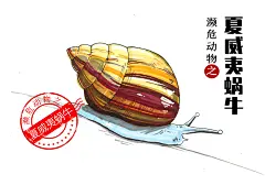 马克笔手绘濒危动物之夏威夷蜗牛