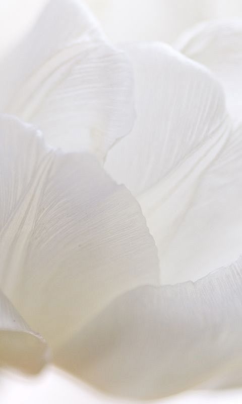 (4) Pinterest