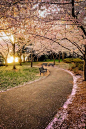 Tidal Basin, Washington, USA。美国华盛顿潮汐湖位于国家广场西南，湖边栽种着从日本引进的几千棵樱花树，这里的吉野樱花花朵大，且先开花后长叶，观赏樱花的的效果甚至比在日本还强。每年三月下旬，美国华盛顿一年一度的樱花节就开始了。从广场隔湖相望的是宁静典雅的杰斐逊纪念堂，湖中亦可泛舟。 #街景# #海滩# #攻略# #美景#