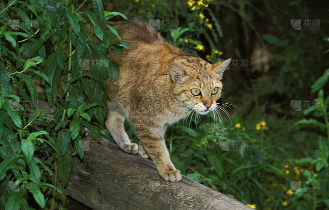 欧洲野猫，成年野猫，站在树枝上