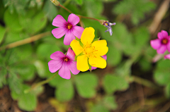 _谷雨采集到放慢脚步,静听—花言