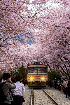 【淺花若萱、羅離殤】采集到「Cherry trees」