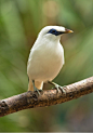 this-is-wild:

Bali Myna(Milan Zygmunt)

