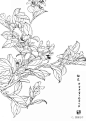 国画素材：缪丽娟白描花卉范本，拿来好用