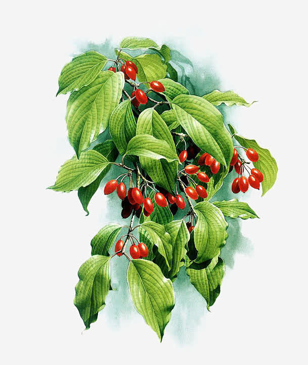 手绘山茱萸果实