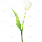 植物通用白色实景郁金香花朵元素素材