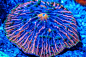 Kessil LED 矮缸LPS 60x35x25. P2全缸照. P4视频, 各种爆头. P5側面照 - 软珊瑚礁岩生态缸(LPS Reef Tank) - CMF海水观赏鱼论坛 - Powered by Discuz!