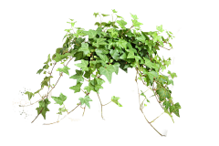 Apparte采集到植物