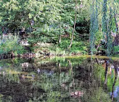 河边有灌木和柳树