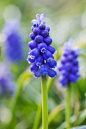 Muscari botryoides 葡萄风信子

