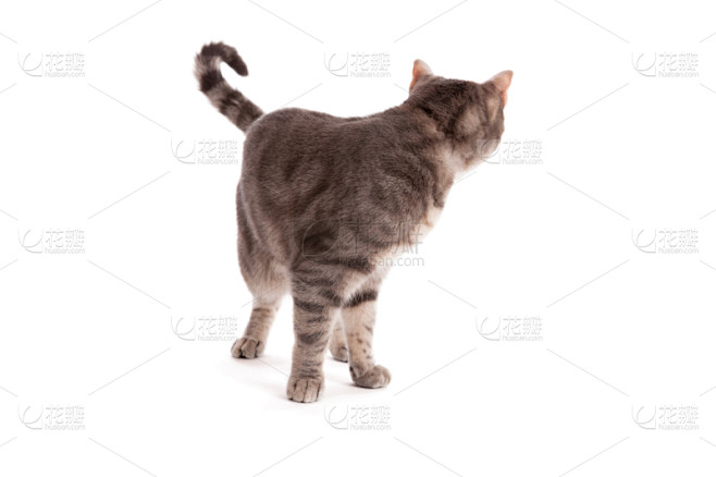 斑纹猫,扭头看,动物背脊,灰色,水平画幅,灰发,全身像,猫科动物,白色背景,背景分离