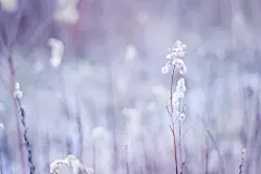 蒲公英唯美意境 蒲公英唯美意境壁纸 蒲公英唯美意境壁纸下载 免费手机壁纸下载