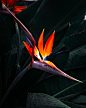 Strelitzia