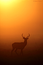 Photograph Red Deer Sunrise by Steve Mackay on 500px