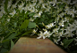Jasmine by fatgolfr2 on 500px