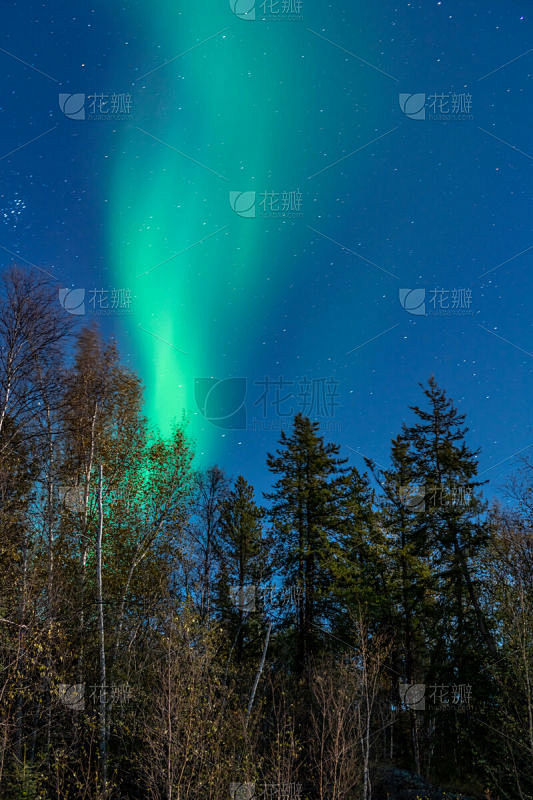 北极光,夜晚,在上面,松树,星星,绿色,寒冷,耶洛奈夫,极光,加拿大