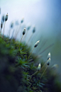 苔藓植物
moss plant 
