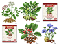 Botanical illustrations of different herbs and spices used on packaging for Castella Imports.