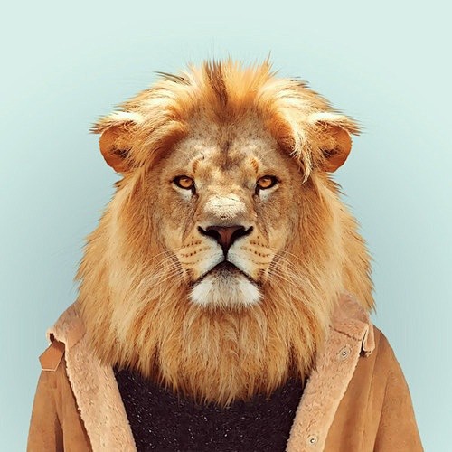 Zoo Portraits By Yag...