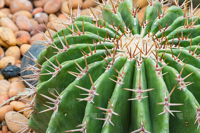 cactus-5
