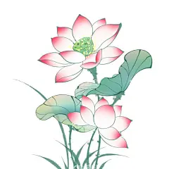 荷花  - 源文件下载【酷图网】春天,花朵,立春,美丽,好看