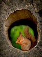 在空心的木头红松鼠
Red Squirrel  In Hollow Log  