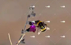 熊蜂 花 昆虫 花卉背景 花壁纸 美丽的花朵 自然 翅膀