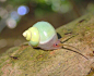 青山蜗牛