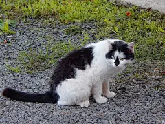 黑鼻子的正经猫