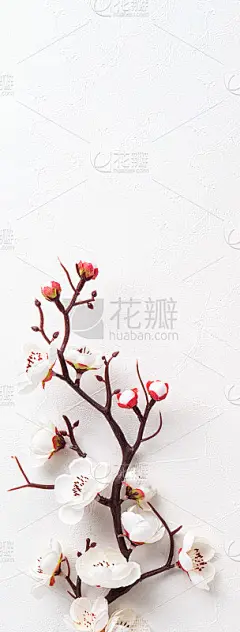 中国农历新年背景设计概念，以白梅花和节日装饰。