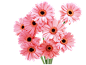 #草类# #植物PNG# #PNG素材# #绿叶# #藤蔓# #叶子PNG# #花朵# #薰衣草# #玫瑰# #花PNG# #荷花素材# #荷叶PNG# #荷花PNG#